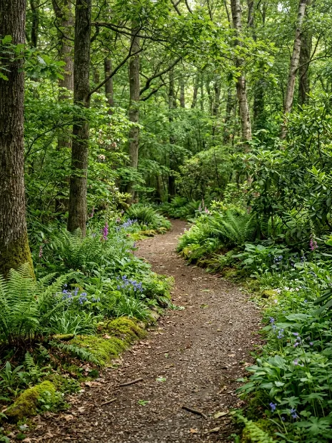 Meandering woodland trail